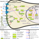 How Reward Systems Work in the Brain Part 2: Possible Conditions from Imbalanced Levels of Dopamine