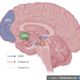 How Reward Systems Work in the Brain Part 1: Dopamine