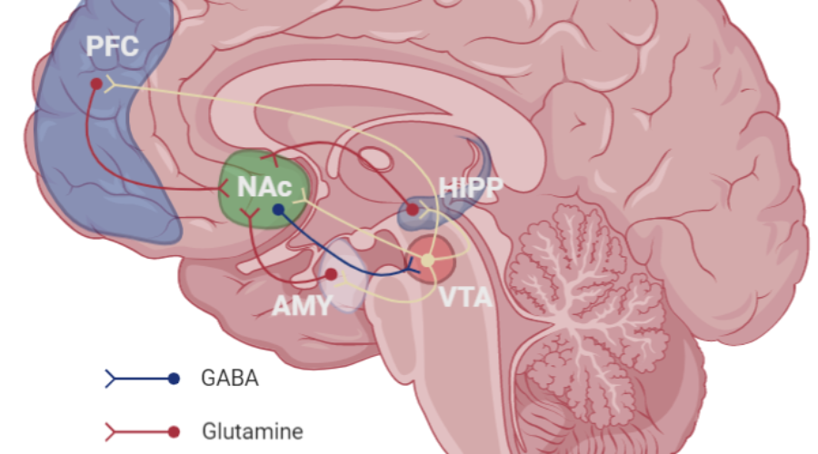 How Reward Systems Work in the Brain Part 1: Dopamine