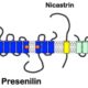 The Cause of Amyloid Plaques