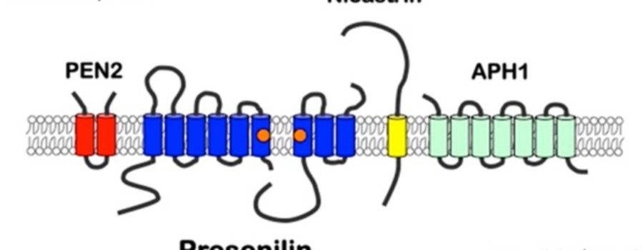 The Cause of Amyloid Plaques