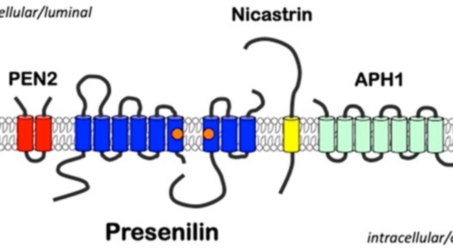 The Cause of Amyloid Plaques