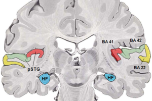 The Neuroscience of Memory and How It Relates to Learning