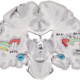 The Neuroscience of Memory and How It Relates to Learning