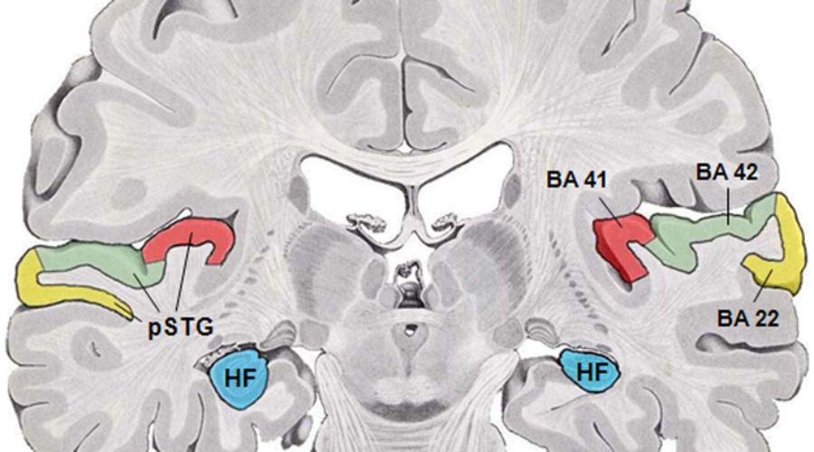 The Neuroscience of Memory and How It Relates to Learning